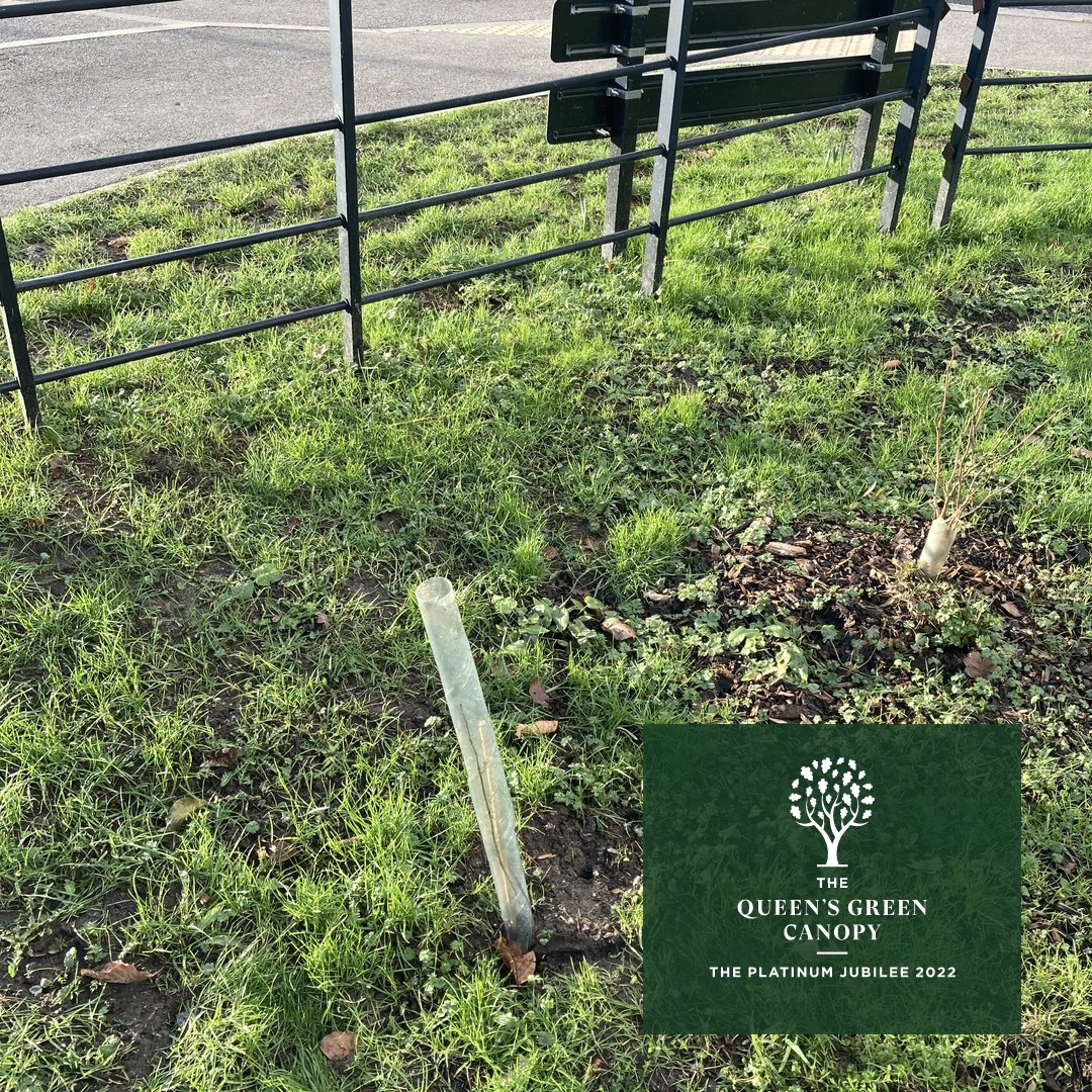 Queens Green Canopy Trees Planted